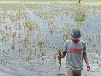 sawah-puso-di-kudus.jpg
