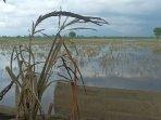 sawah-puso-di-kudus3.jpg
