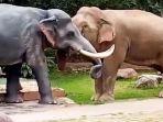 seekor-gajah-yang-marah-menyerang-patung-jumbo.jpg