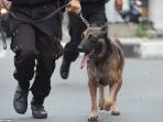 ternyata-anjing-pengendus-narkoba-hanya-bertahan-hidup-dua-tahun-ini-sebabnya_20160508_155446.jpg