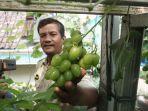tri-makno-menunjukkan-buah-anggur-hasil-budidaya-potes-pucuk-di-green-house-miliknya.jpg