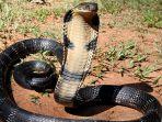 ular-king-kobra-9.jpg