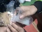viral-kucing-minum-tuak.jpg
