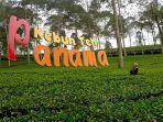 wisata-kebun-teh-panama-wonosobo.jpg