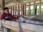 wisata-perah-susu-kambing2.jpg
