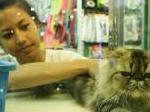 KUCING_merawat_kucing_hermawan.jpg<pf>kucing_persia_ok.jpg<pf>burung_merawat_burung.jpg<pf>anjing_merawat_anjing.jpg