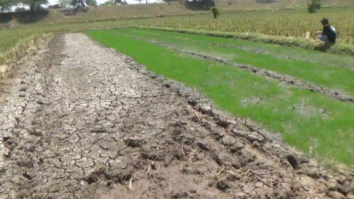 Sawah Kekeringan, Hektaran Tanaman Padi dan Jagung Petani Jember Terancam Gagal Panen