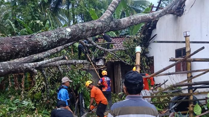 Hujan Deras dan Angin Kencang di Bondowoso, Pohon Tumbang Timpa Rumah, Listrik Sempat Padam
