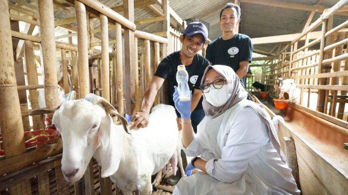 Peternak Kambing di Lereng Gunung Raung Banyuwangi Mampu Hasilkan 2.000 Liter Susu per Minggu