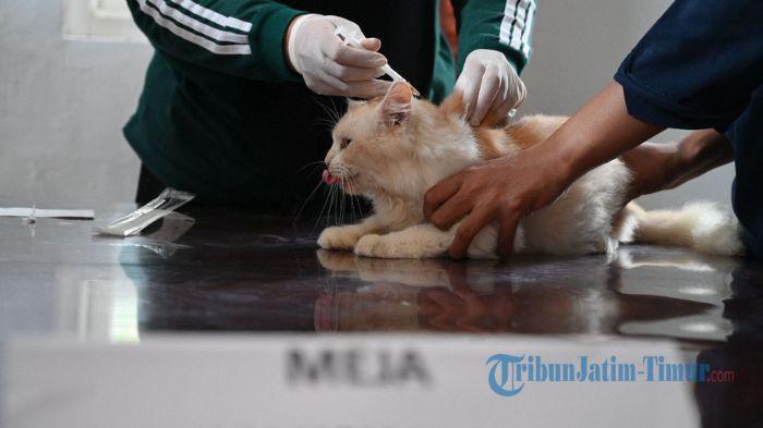 Ratusan Kucing dan Anjing Divaksin Rabies Gratis di Banyuwangi