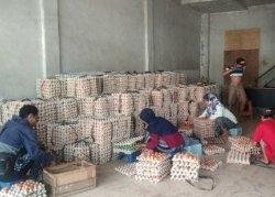 Sepekan Jelang Ramadan, Harga Telur di Situbondo Tembus Rp 32.000 per Kilogram