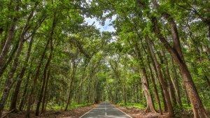 Hutan-Alas-Purwo.jpg