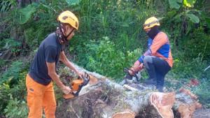 POHON-TUMBANG-TRC-BPBD-bondowoso.jpg