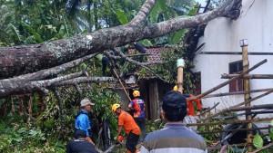 POHON-TUMBANG-Tim-BPBD-Bondowoso-rumah.jpg