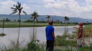 Sawah-banjir-Situbondo.jpg