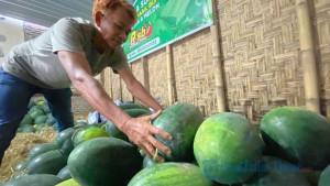 UNTUNG-Harianto-petani-semangka-yang-juga-merupakan-agen-buah-dan-Supplier.jpg