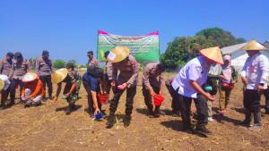 tanam-jagung-situbondo.jpg