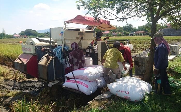 HASIL-PANEN-Petani-di-Desa-Bangunjaya-Kecamatan-Pakel-Kabupaten-Tulungagung.jpg