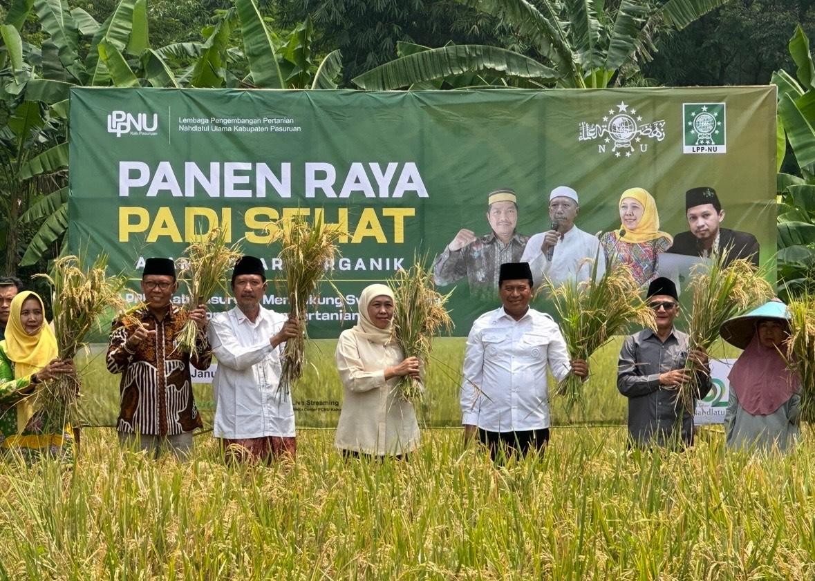 Percobaan 5 Hektare Berhasil, Khofifah Bersama LPPNU Panen Padi Organik Rendah Gula