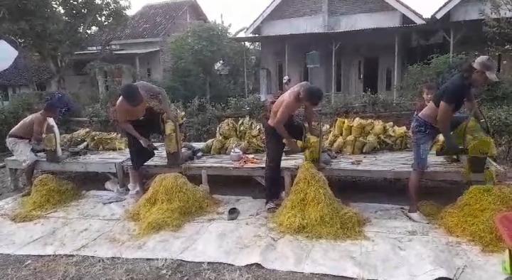 Ironi Petani Tembakau di Kabupaten Probolinggo, Harga Mahal tapi Gudang Besar Justru Tutup