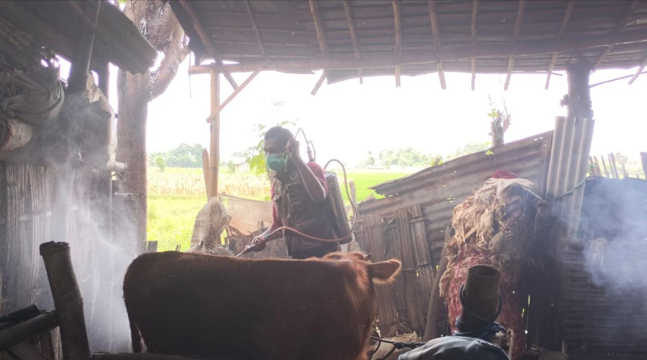 Penyakit Mulut dan Kuku Mewabah di Situbondo, 35 Ekor Sapi Mati Diduga Terpapar