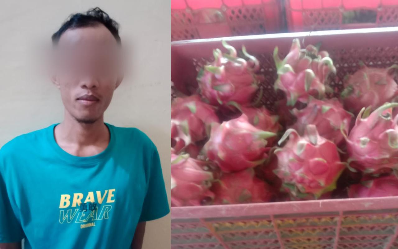 Jarah Sawah Tetangga, Pria Banyuwangi Curi Buah Naga Senilai Jutaan Rupiah