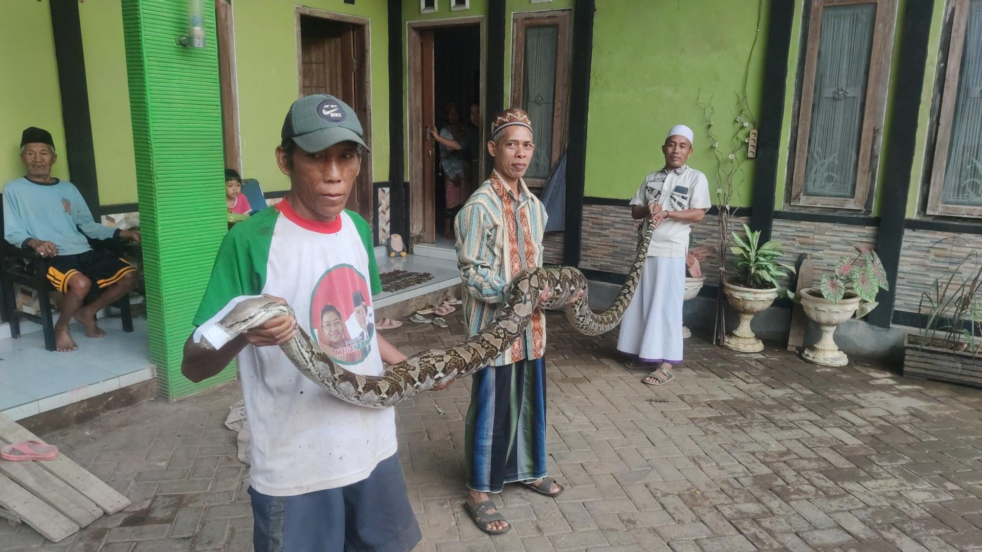Warga-Blok-Sukun-tangkap-ular-piton-berukuran-jumbo-Jumat-1022023.jpg
