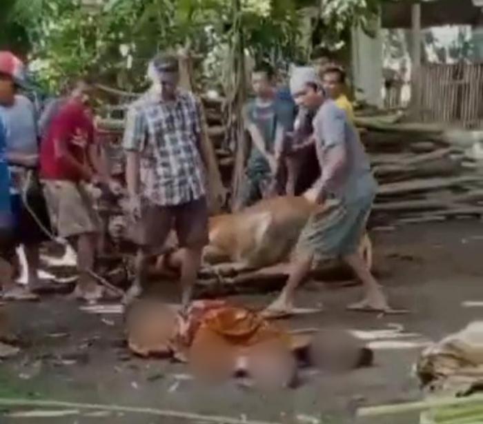Viral, Pria di Jember Meninggal Dunia saat Menyaksikan Sapi Peliharaanya Disembelih