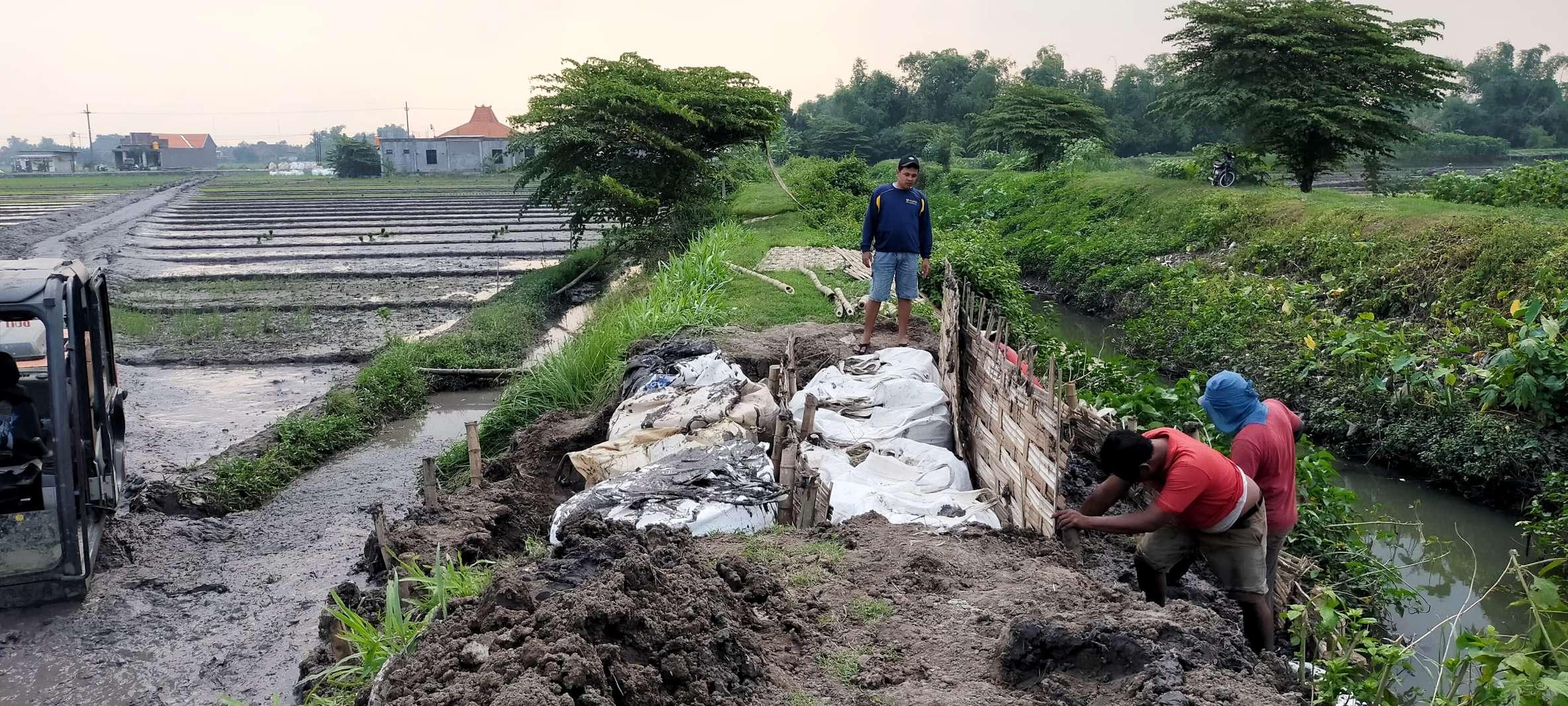 Perbaikan Tanggul Jebol di Mojokerto Dikebut, Petani Berharap Musim Tanam Tetap Aman