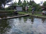 Balita-tercebur-kolam-Ikan-patin.jpg