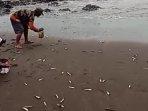 Ikan-naik-ke-daratan-di-banyuwangi.jpg