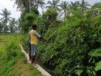 Lokasi-penemuan-bayi-di-Jelbuk-Jember.jpg