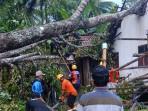 POHON-TUMBANG-Tim-BPBD-Bondowoso-rumah.jpg