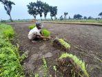 Petani-di-Desa-Boreng-Kecamatan-Lumajang-Kabupaten-Lumajang-sedang-menanam-padi.jpg