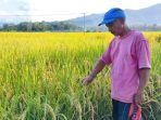 Petani-di-Desa-Sukorejo-Kecamatan-Gandusari-Kabupaten-Trenggalek-Mulai-Masuki-Musim-Panen-Padi.jpg