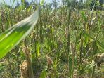 Potret-kerusakan-tanaman-jagung-yang-diserang-hama-tikus-Lumajang.jpg