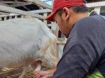 Produksi-susu-kambing-senduro.jpg