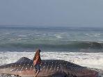 Seekor-hiu-tutul-terdampar-di-Pantai-Mbah-Drajit-Desa-Wotgalih.jpg