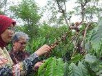 Tradisi-petik-kopi-malang.jpg