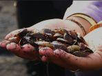 kerang-simping-di-Pantai-Watu.jpg