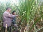mayat-di-ladang-tebu-banyuputih.jpg