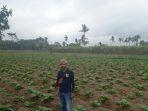 petani-tembakau-di-Lumajang.jpg