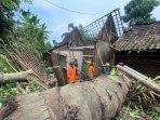 pohon-Aren-tumbang-Timpa-rumah-di-Bondowoso.jpg