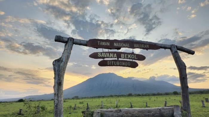 PEMIKAT BURUNG DITANGKAP - Panorama Taman Nasional Baluran, Banyuwangi, Jawa Timur, Senin (13/3/2023). Belakangan kasus pemikat burung yang beraksi di sana dituntut 2 tahun penjara.