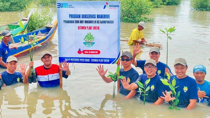 Lestarikan Ekosistem, Pertamina Bitumen Plant Gresik Tanam 2.000 Bibit Mangrove di KEE Ujung Pangkah
