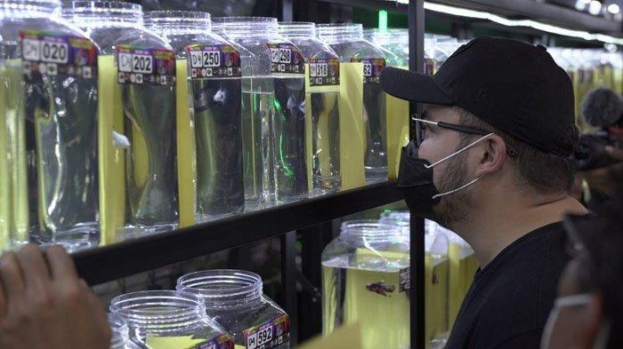 Bupati Kediri, Hanindhito Himawan Pramana berencana mengembangkan genetik ikan cupang asli Kabupaten Kediri, Sabtu (16/7/2022).