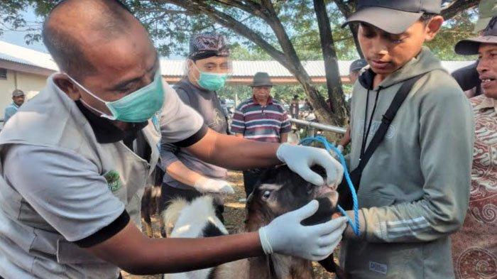 Perketat Hewan Kurban dari Luar Daerah, DKPP Madiun Minta Penjual Tunjukkan Surat Bebas Penyakit