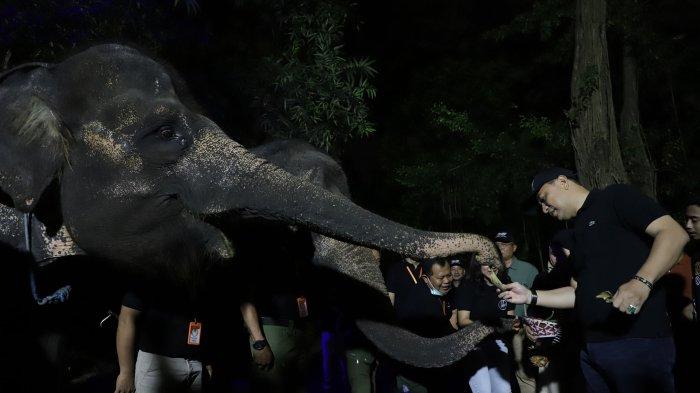 Dibuka 25 Juni, Segini Harga Tiket Surabaya Night Zoo, Ada Promo Menarik pada Awal Pembukaan
