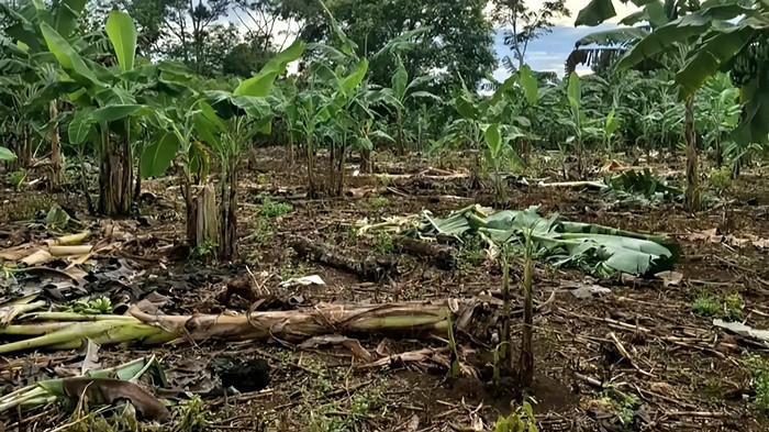 Warga Tak Bisa Tidur Kebun Pisang Habis Diacak-acak 'Mbah Gede', Tanyakan Tanggung Jawab Pemda