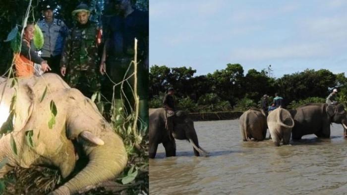 1.585 Hektar Habitat Gajah Sumatera Diganti Kebun Sawit, Padahal Populasi Hanya Tersisa 50 Ekor